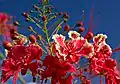 Caesalpinia pulcherrima, Guadeloupe.