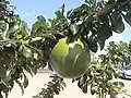 Crescentia cujete, or calabash fruit, Martinique.