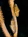 A pair of Cyphoma signatum (fingerprint cowry), off coastal Haiti.