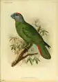 The Martinique amazon (Amazona martinicana), an extinct species of parrot in the family Psittacidae