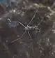 Water strider