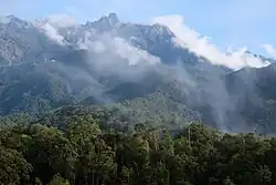Rainforest in Borneo