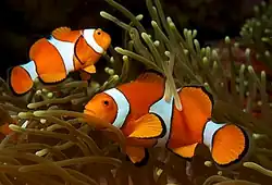 Amphiprion ocellaris