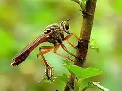 Michotamia aurata