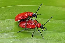Lilioceris lilii